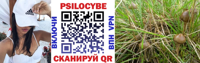 Купить где  Кущёвская  Псилоцибиновые грибы мицелий 